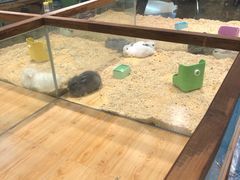 -龟与熊猫宠物公园(南坪店)