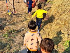 -樂桃源奉贤黄桃种植采摘基地