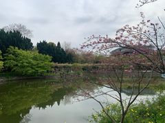 -嘉定紫藤园