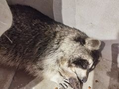-浣熊柯尔鸭土拨鼠·电玩咖