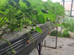 -甜心庄园·甜心草莓采摘园(西青中北店)