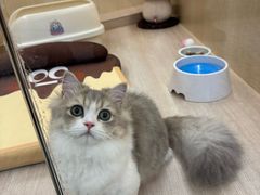 -momokira米努特·德文卷毛猫·棉花面纱犬