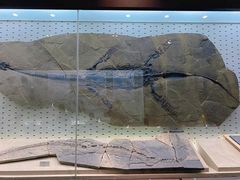 -浙江自然博物院(杭州馆)
