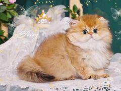 -青奢宠物·青奢猫舍