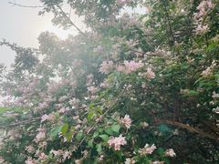 -国家植物园南园