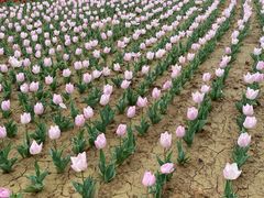 -咸阳湖景区-统一广场