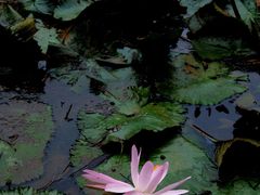-深圳仙湖植物园