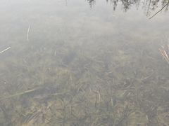 -白鹭湾湿地公园