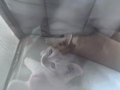 -中农国际动物医院24小时·猫科·骨科·急重症中心