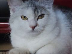 -百品聚旋转火锅(号外店)