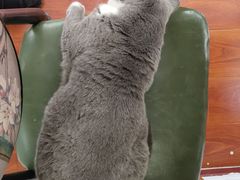 -猫小院猫主题咖啡厅(北锣店)