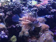 -西雅图水族馆