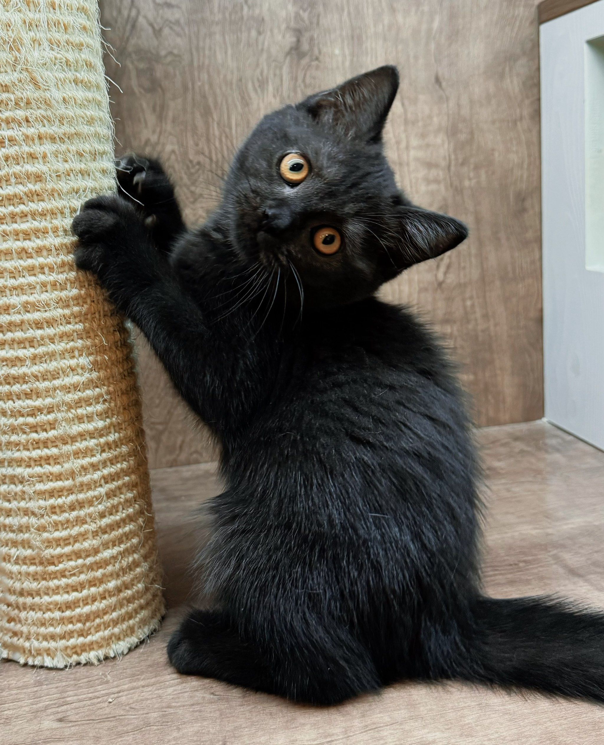 英短小黑猫免费领养