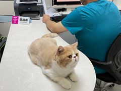 -中农国际动物医院24小时·猫科·骨科·急重症中心