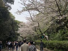 -武汉大学-樱园