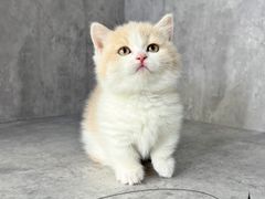-小猫来了·猫舍(红山六九七九店)