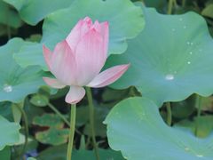 -莲湖公园