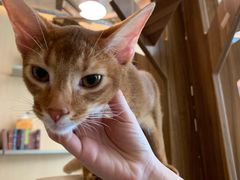 -飞行喵MR PILOT|猫舍·猫咖(静安大融城店)