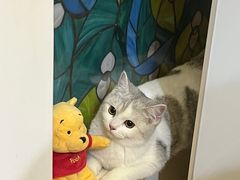 -猫大福·Fortune Cat猫舍(百子湾店)