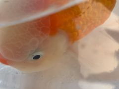 -中环花鸟鱼虫市场