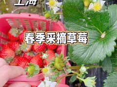 -喜杨洋草莓采摘园