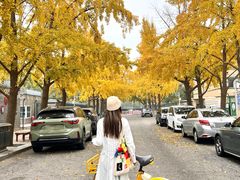 -三里屯东五街银杏大道