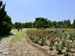 -上海滨江森林公园
