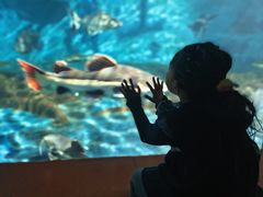 -秦皇岛新澳海底世界