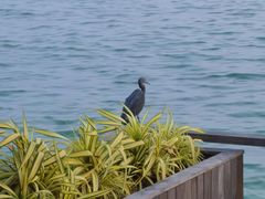 -卡帕莱度假村(西巴丹岛)