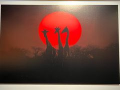 -罗红摄影艺术馆