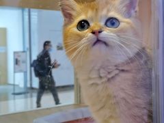 -爪爪喵星球·猫舍(前海卓越店)