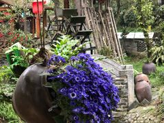 -青城甲(青城山店)