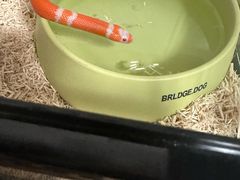 -酷以爬仙阁实体爬宠店·守宫·蜥蜴·专业繁育