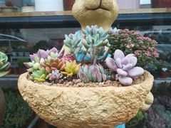 -金科花卉市场