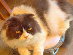 -李小姐の猫咖啡馆(五角场店)