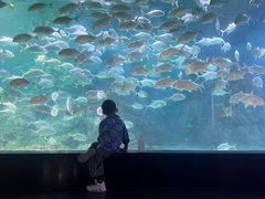 -烟台海昌鲸鲨海洋公园