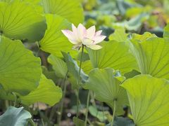 -木塔寺遗址生态公园