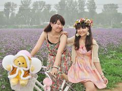 -北京东方普罗旺斯薰衣草庄园