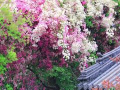 -深圳国际园林花卉博览园