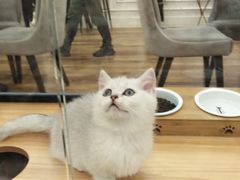 -袖虎·猫馆(体育西路店)