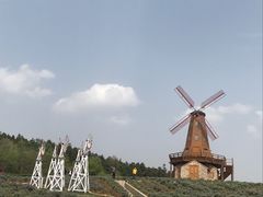 -大塘金香草谷