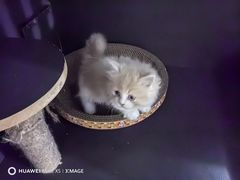 -申普宠物医院·眼科·心内科·影像科(普陀分院)