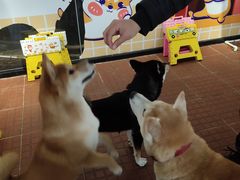 -柴犬高等学院·狗咖·柴犬售卖·宠物训练