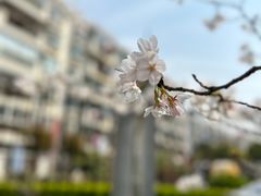 -高东镇樱花园
