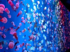 -成都浩海立方海洋公园