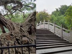 -小洲村