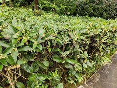 -张坝桂圆林公园