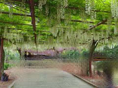 -嘉定紫藤园