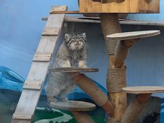 -青藏高原野生动物园