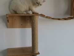 -泰国佛·塔罗·泰牌狐仙古曼